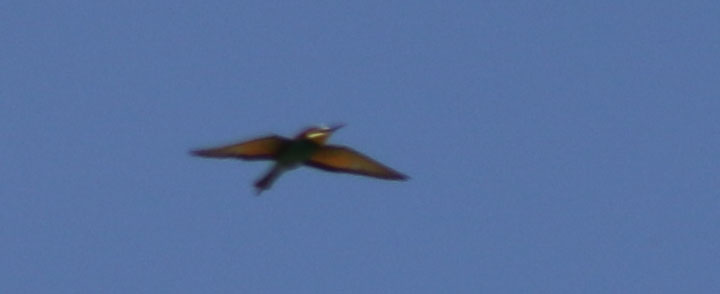European Bee-eater